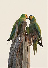 Red-bellied Macaw